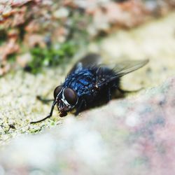 Close-up of insect