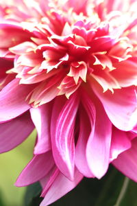 Close-up of pink dahlia