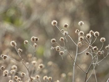 Close-up of wilted plant on field