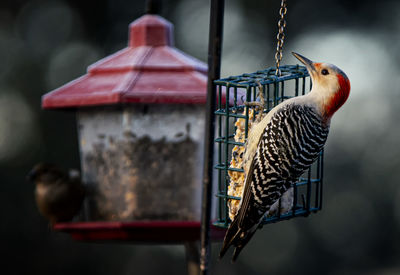 Red feathers