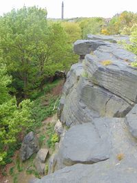 Plants growing on rocks