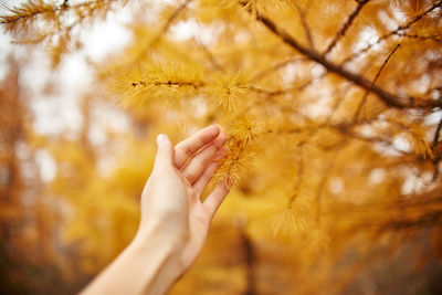 Close-up of person hand on maple leaves during autumn