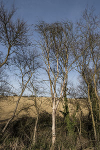 Low angle view of bare trees on field against sky