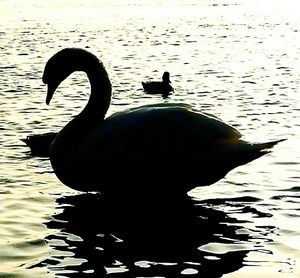 Silhouette swans on lake