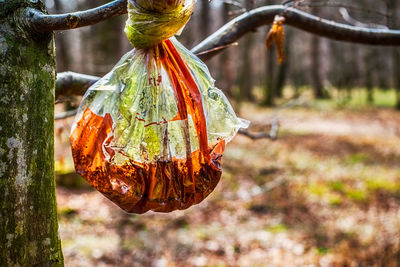 Close-up of dirty bag hanging on a tree