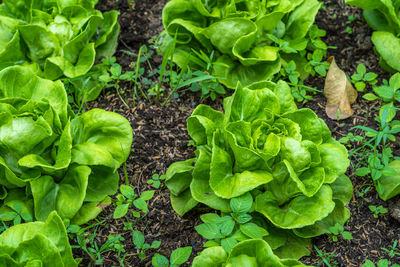 High angle view of fresh green plants in garden