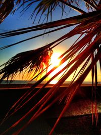 Low angle view of palm trees at sunset