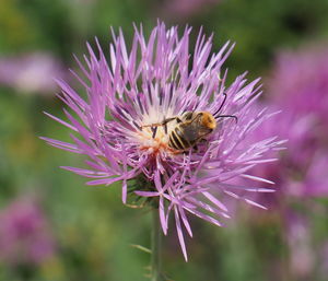 Close-up of insect on pink flower