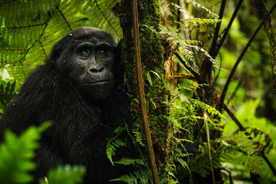 Female gorilla leaning on a tree in bwindi. ideal for wildlife, nature and conservation projects.