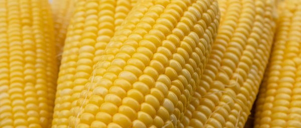 Close-up group sweet corn on the table. full frame of freshness maize use for backgrounds.