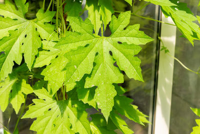 leaf