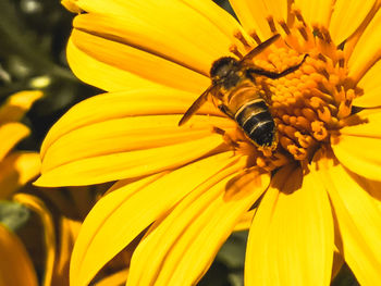 Close-up of insect on yellow flower