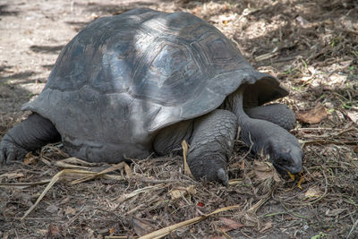 Giant turtles - dipsochelys gigantea - on seychelles island la digue