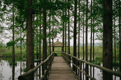 Wooden footbridge amidst trees in forest