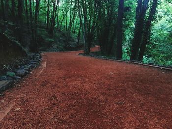 Walkway amidst trees in forest