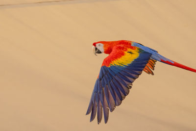 Close-up of a bird flying