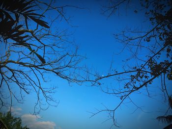 Low angle view of bare tree against blue sky