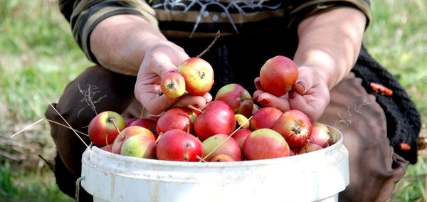 Midsection of person with apples in bucket on field