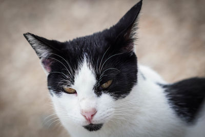 Close-up portrait of a cat