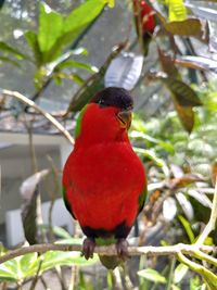 Close-up of parrot perching on branch