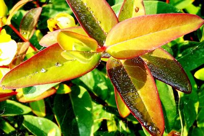 Close-up of leaves