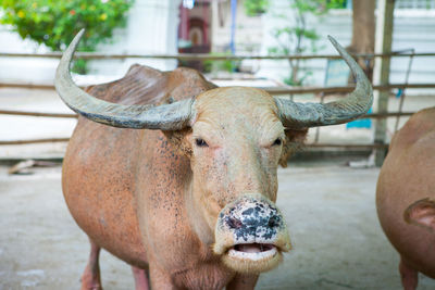 The albino water buffalo is standing in the farm, head shot close up.