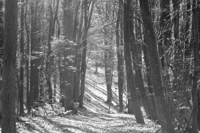 Trees in forest