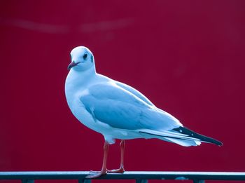 Close-up of seagull perching