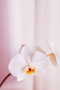 Close-up of white flower