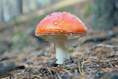 Close-up of mushroom on field