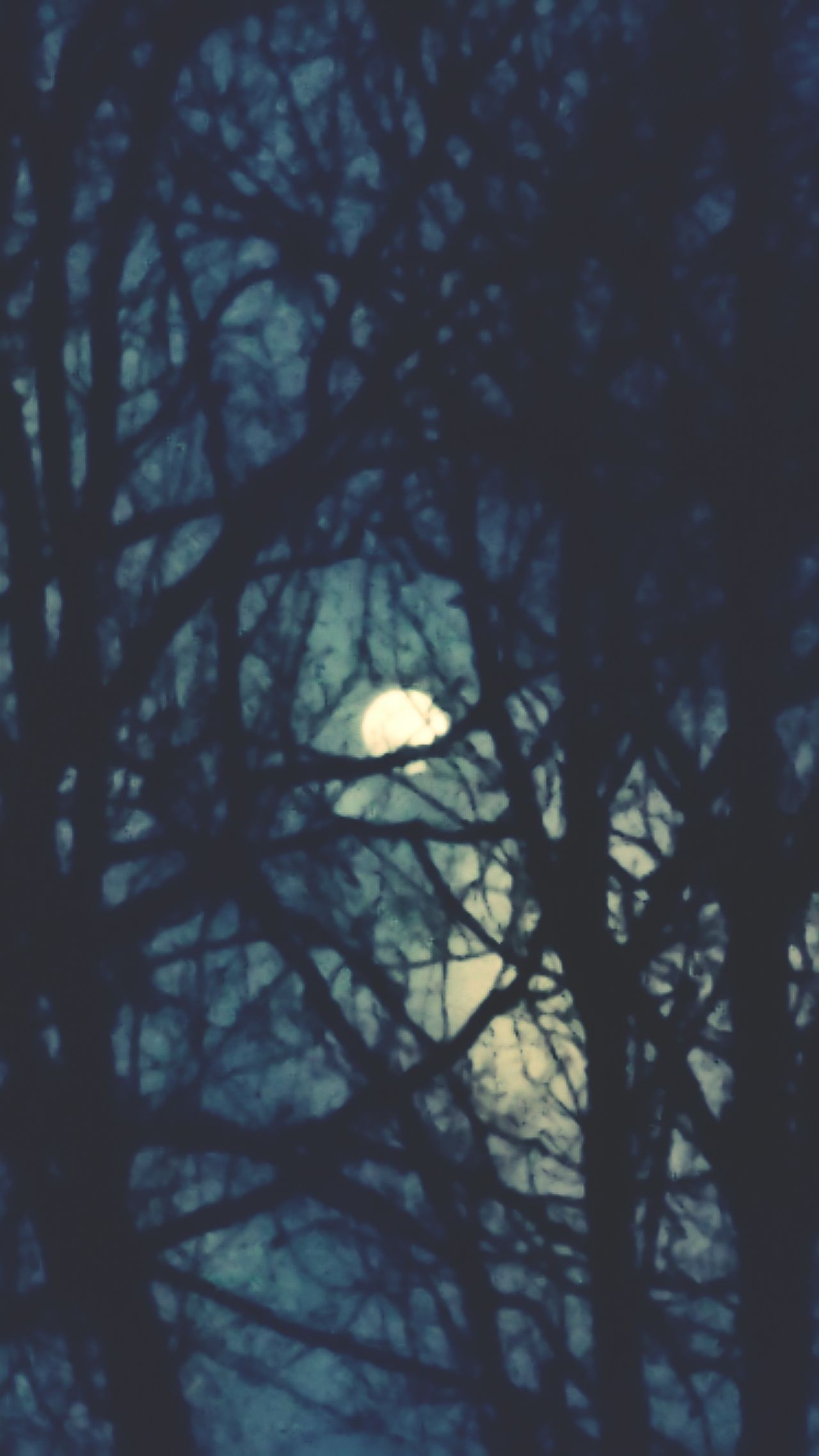 Moon through trees