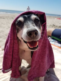 Close-up portrait of dog on beach