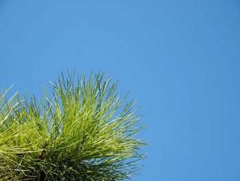 Low angle view of trees against blue sky