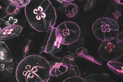 Close-up of jellyfish swimming in sea