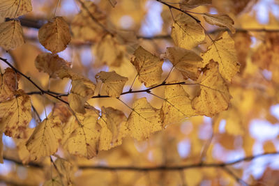 Low angle view of maple leaves on tree