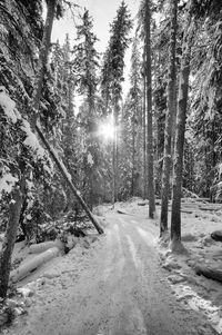 Snow covered road amidst trees in forest