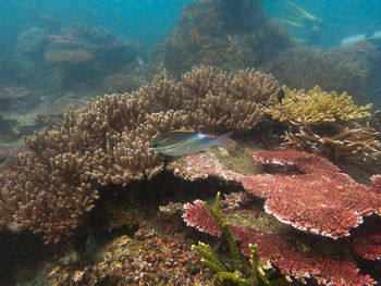 Coral found at coral reef area at tioman island, malaysia