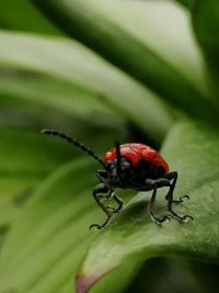 Close-up of insect on leaf