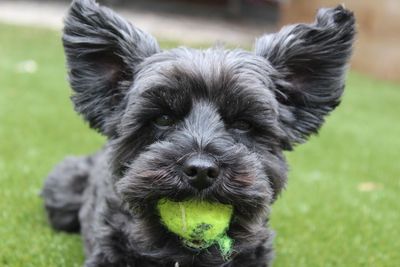 Close-up portrait of dog on field