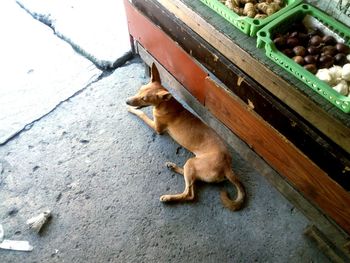 High angle view of dog