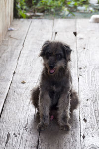 Close-up of dog on wooden footpath