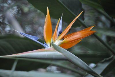 Close-up of orange flower growing on plant