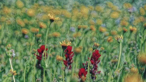 Close-up of flowering plants on field