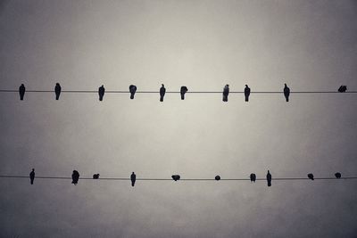 Low angle view of birds perching on power lines