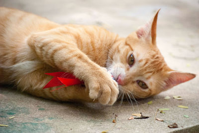 Close-up of ginger cat