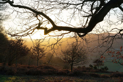 Silhouette bare tree on field against sky during sunset