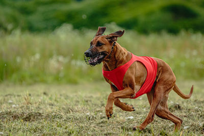 Rhodesian ridgeback dog in red shirt running in green field and chasing lure at full speed