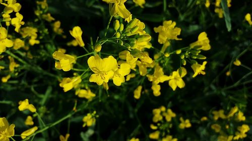 Close-up of yellow flowers