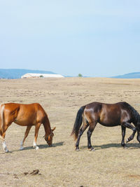 Two horses in a field