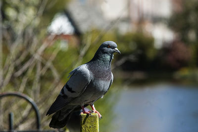 Close-up of pigeon perching